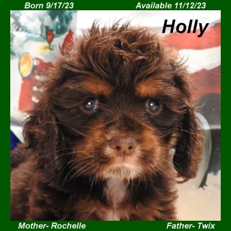 puppy, for, sale, Cocker Spaniel, Joe & Cherri  Overlease, dog, breeder, Miller, MO, dog-breeder, puppy-for-sale, forsale, nearby, find, puppyfind, locator, puppylocator, aca